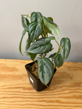 Load image into Gallery viewer, 112. Philodendron Sodiroi Ornatum