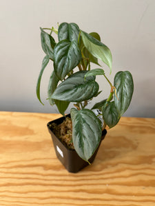 112. Philodendron Sodiroi Ornatum