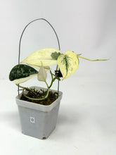 Load image into Gallery viewer, Scindapsus Mayari Variegated D
