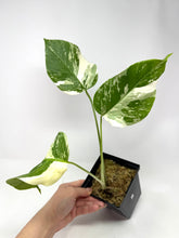 Load image into Gallery viewer, Monstera Deliciosa Albo Variegated K