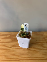 Load image into Gallery viewer, 307. Hoya Cumingiana Variegated