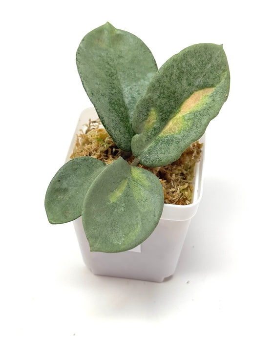 Hoya Carnosa ‘Argentea Princess’ F