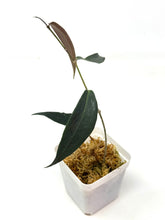 Load image into Gallery viewer, Hoya Brassii