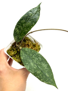 Hoya Lambii Silver C