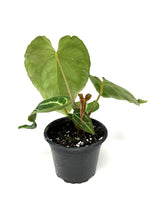 Load image into Gallery viewer, Anthurium Crystallinum 4”