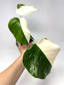 Monstera Deliciosa Albo Variegated C