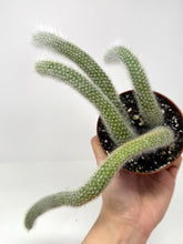 Load image into Gallery viewer, Cleistocactus Colademononis “Monkey Tail Cactus” Large Plant (Long hair variant) - Ships within Canada only
