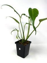 Load image into Gallery viewer, Philodendron Burle Marx Flame B