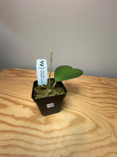Load image into Gallery viewer, 100. Hoya Kerrii Variegated (inner)