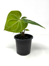 Load image into Gallery viewer, Anthurium Clarinervium 4”