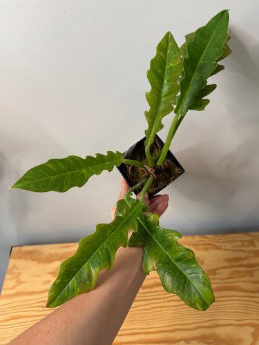 100. Philodendron Ring of Fire