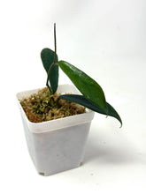 Load image into Gallery viewer, Hoya Rostellata 'Hummingbird'
