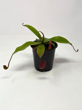 Load image into Gallery viewer, Nepenthes ‘Bloody Mary’