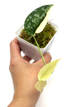 Load image into Gallery viewer, Scindapsus Mayari Variegated D