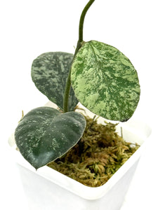 Hoya Waymaniae ‘Cloudy Sky’