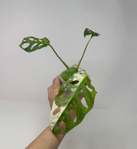 Monstera Adansonii Variegated D