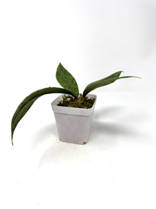 Hoya Lambii Silver A