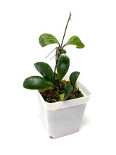 Load image into Gallery viewer, Hoya Brevialata Splash