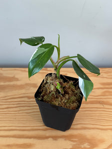268. Philodendron White Princess