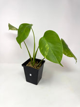 Load image into Gallery viewer, Monstera Deliciosa Aurea Variegated E