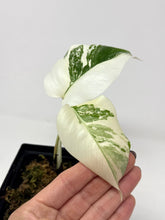 Load image into Gallery viewer, Monstera Deliciosa Albo Variegated E
