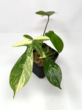 Load image into Gallery viewer, Philodendron Florida Beauty B