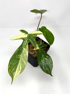 Philodendron Florida Beauty B