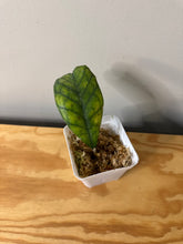 Load image into Gallery viewer, 71. Hoya Deykeae