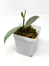 Load image into Gallery viewer, Hoya Wilbur Graves Silver E