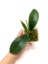Load image into Gallery viewer, Hoya Albiflora