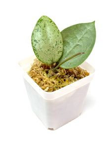 Hoya Verticillata Heart Leaf Silver