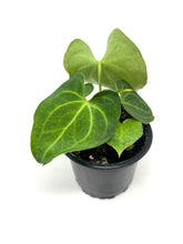 Load image into Gallery viewer, Anthurium Clarinervium 4”