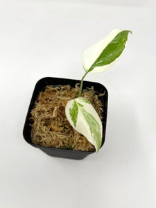 Monstera Deliciosa Albo Variegated A (juvenile)