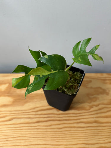 113. Rhaphidophora Tetrasperma Variegated