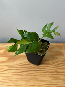 113. Rhaphidophora Tetrasperma Variegated
