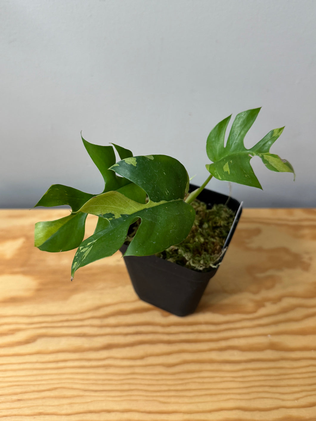 113. Rhaphidophora Tetrasperma Variegated
