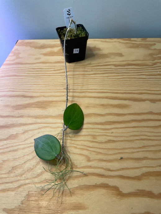 74. Hoya Pottsii
