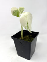 Load image into Gallery viewer, Monstera Deliciosa Albo Variegated B
