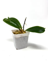 Load image into Gallery viewer, Hoya Vorapol