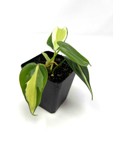 Philodendron Hederaceum ‘Rio’
