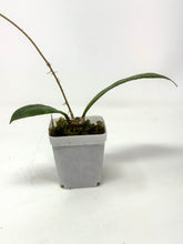 Load image into Gallery viewer, Hoya Forbesii Silver