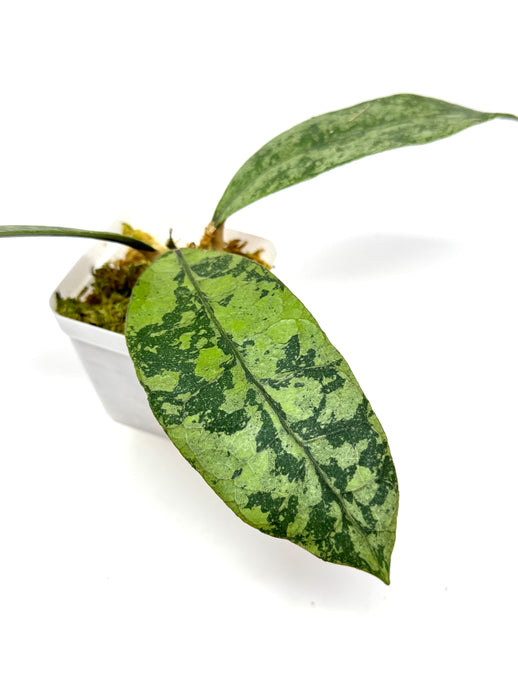 Hoya Lambii Silver G