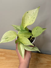 Load image into Gallery viewer, 116. Epipremnum Pinnatum “Marble Queen”