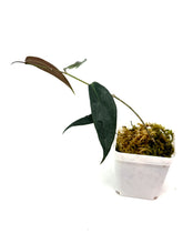 Load image into Gallery viewer, Hoya Brassii