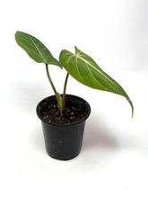 Load image into Gallery viewer, Philodendron Gloriosum 4”