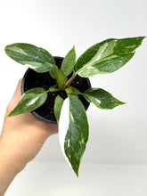 Load image into Gallery viewer, Philodendron White Princess (high variegation)