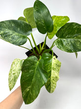 Load image into Gallery viewer, Philodendron Giganteum Blizzard