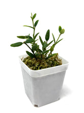 Load image into Gallery viewer, Hoya Engleriana