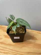 Load image into Gallery viewer, 211. Philodendron Sodiroi Ornatum