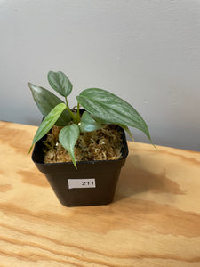 211. Philodendron Sodiroi Ornatum